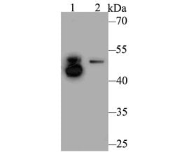 Invitrogen ILK Polyclonal Antibody 100 &mu;L; Unconjugated:Antibodies,