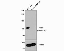 Invitrogen MSH2 Polyclonal Antibody 100 &mu;L; Unconjugated:Antibodies,