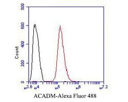Invitrogen ACADM Polyclonal Antibody 100 &mu;L; Unconjugated:Antibodies,