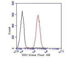 Invitrogen DOG-1 Polyclonal Antibody 100 &mu;L; Unconjugated:Antibodies,