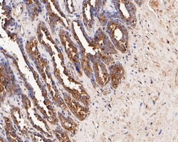 Invitrogen DOG-1 Polyclonal Antibody 100 &mu;L; Unconjugated:Antibodies,