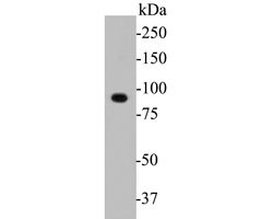 Invitrogen DOG-1 Polyclonal Antibody 100 &mu;L; Unconjugated:Antibodies,