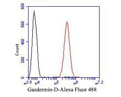 Invitrogen GSDMD Polyclonal Antibody 100 &mu;L | Buy Online | Invitrogen&trade; | Fisher Scientific
