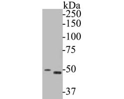 Invitrogen GSDMD Polyclonal Antibody 100 &mu;L | Buy Online | Invitrogen&trade; | Fisher Scientific