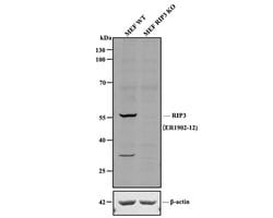Invitrogen RIP3 Polyclonal Antibody 100 &mu;L; Unconjugated:Anticuerpos