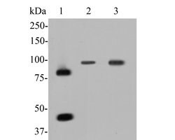 Invitrogen MCM7 Polyclonal Antibody 100 &mu;L | Buy Online | Invitrogen&trade; | Fisher Scientific