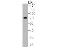 Invitrogen CHRNB2 Polyclonal Antibody 100 &mu;L; Unconjugated:Antibodies,
