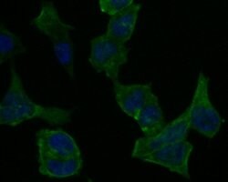 Invitrogen PICK1 Polyclonal Antibody 100 &mu;L; Unconjugated:Antibodies,