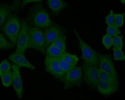 Invitrogen PICK1 Polyclonal Antibody 100 &mu;L; Unconjugated:Antibodies,