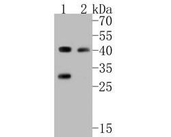 Invitrogen PICK1 Polyclonal Antibody 100 &mu;L; Unconjugated:Antibodies,