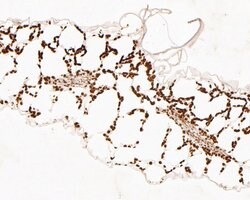 Invitrogen GLP7 Polyclonal Antibody 100 &mu;L; Unconjugated:Antibodies,