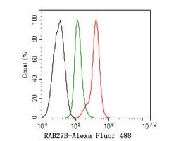 Invitrogen RAB27B Polyclonal Antibody 100 μL; Unconjugated:Antibodies,