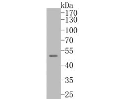 Invitrogen TTL Polyclonal Antibody 100 &mu;L; Unconjugated:Antibodies,
