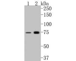 Invitrogen GBP2 Polyclonal Antibody 100 &mu;L; Unconjugated:Antibodies,