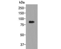 Invitrogen CDT1 Polyclonal Antibody 100 &mu;L | Buy Online | Invitrogen&trade; | Fisher Scientific