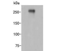 Invitrogen CD35 Polyclonal Antibody 100 &mu;L; Unconjugated:Antibodies,