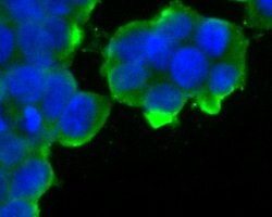 Invitrogen KCNQ4 Polyclonal Antibody 100 &mu;L; Unconjugated:Antibodies,