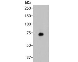 Invitrogen KCNQ4 Polyclonal Antibody 100 &mu;L; Unconjugated:Antibodies,