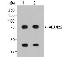 Invitrogen ADAM22 Polyclonal Antibody 100 &mu;L; Unconjugated:Antibodies,