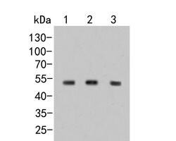 Invitrogen DTNBP1 Polyclonal Antibody 100 &mu;L; Unconjugated:Antibodies,
