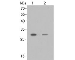 Invitrogen SIX2 Polyclonal Antibody 100 &mu;L; Unconjugated:Antibodies,