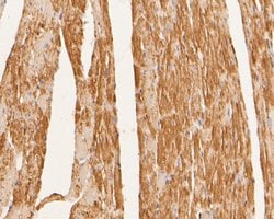 Invitrogen SYNDIG1 Polyclonal Antibody 100 &mu;L; Unconjugated:Antibodies,