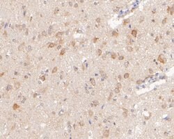 Invitrogen SYNDIG1 Polyclonal Antibody 100 &mu;L; Unconjugated:Antibodies,