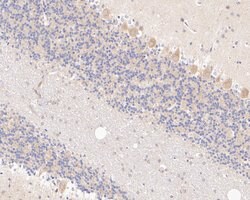 Invitrogen SYNDIG1 Polyclonal Antibody 100 &mu;L; Unconjugated:Antibodies,