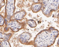 Invitrogen SYNDIG1 Polyclonal Antibody 100 &mu;L; Unconjugated:Antibodies,