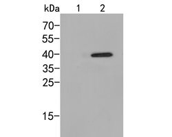 Invitrogen Phospho-p38 MAPK (Thr180) Polyclonal Antibody 100 &mu;L | Buy Online | Invitrogen&trade; | Fisher Scientific
