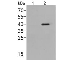 Invitrogen Phospho-p38 MAPK (Thr180) Polyclonal Antibody 100 &mu;L | Buy Online | Invitrogen&trade; | Fisher Scientific