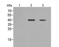 Invitrogen Phospho-p38 MAPK (Thr180) Polyclonal Antibody 100 &mu;L | Buy Online | Invitrogen&trade; | Fisher Scientific