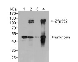 Invitrogen Zfp352 Polyclonal Antibody 100 &mu;L; Unconjugated:Antibodies,