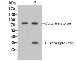 Invitrogen Apolipoprotein J Polyclonal Antibody 100 &mu;L | Buy Online | Invitrogen&trade; | Fisher Scientific