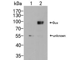 Invitrogen Pan Dux Polyclonal Antibody 100 &mu;L; Unconjugated:Antibodies,