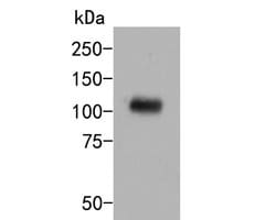Invitrogen c-Cbl Polyclonal Antibody 100 &mu;L | Buy Online | Invitrogen&trade; | Fisher Scientific
