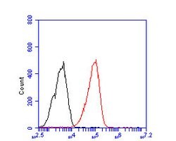 Invitrogen Importin 9 Polyclonal Antibody 100 &mu;L; Unconjugated:Antibodies,