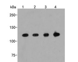 Invitrogen Importin 9 Polyclonal Antibody 100 &mu;L; Unconjugated:Antibodies,