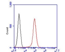 Invitrogen NAT13 Polyclonal Antibody 100 &mu;L; Unconjugated:Antibodies,