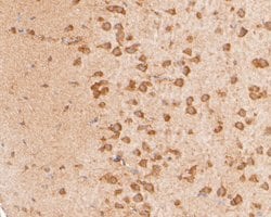 Invitrogen NAT13 Polyclonal Antibody 100 &mu;L; Unconjugated:Antibodies,