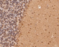 Invitrogen NAT13 Polyclonal Antibody 100 &mu;L; Unconjugated:Antibodies,