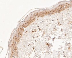 Invitrogen NAT13 Polyclonal Antibody 100 &mu;L; Unconjugated:Antibodies,