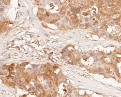 Invitrogen NAT13 Polyclonal Antibody 100 &mu;L; Unconjugated:Antibodies,