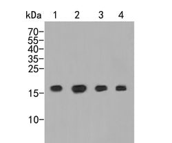 Invitrogen NAT13 Polyclonal Antibody 100 &mu;L; Unconjugated:Antibodies,