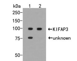 Invitrogen KAP3 Polyclonal Antibody 100 μL; Unconjugated:Antibodies,