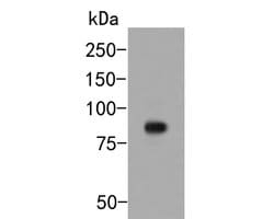 Invitrogen KAP3 Polyclonal Antibody 100 μL; Unconjugated:Antibodies,