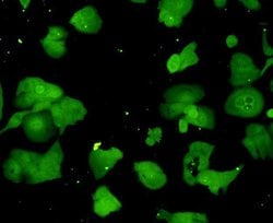 Invitrogen Ubiquitin Polyclonal Antibody 100 &mu;L; Unconjugated:Antibodies,