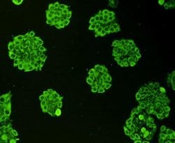 Invitrogen Ubiquitin Polyclonal Antibody 100 &mu;L; Unconjugated:Antibodies,