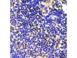 Invitrogen Ubiquitin Polyclonal Antibody 100 &mu;L; Unconjugated:Antibodies,