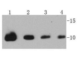 Invitrogen Ubiquitin Polyclonal Antibody 100 &mu;L; Unconjugated:Antibodies,